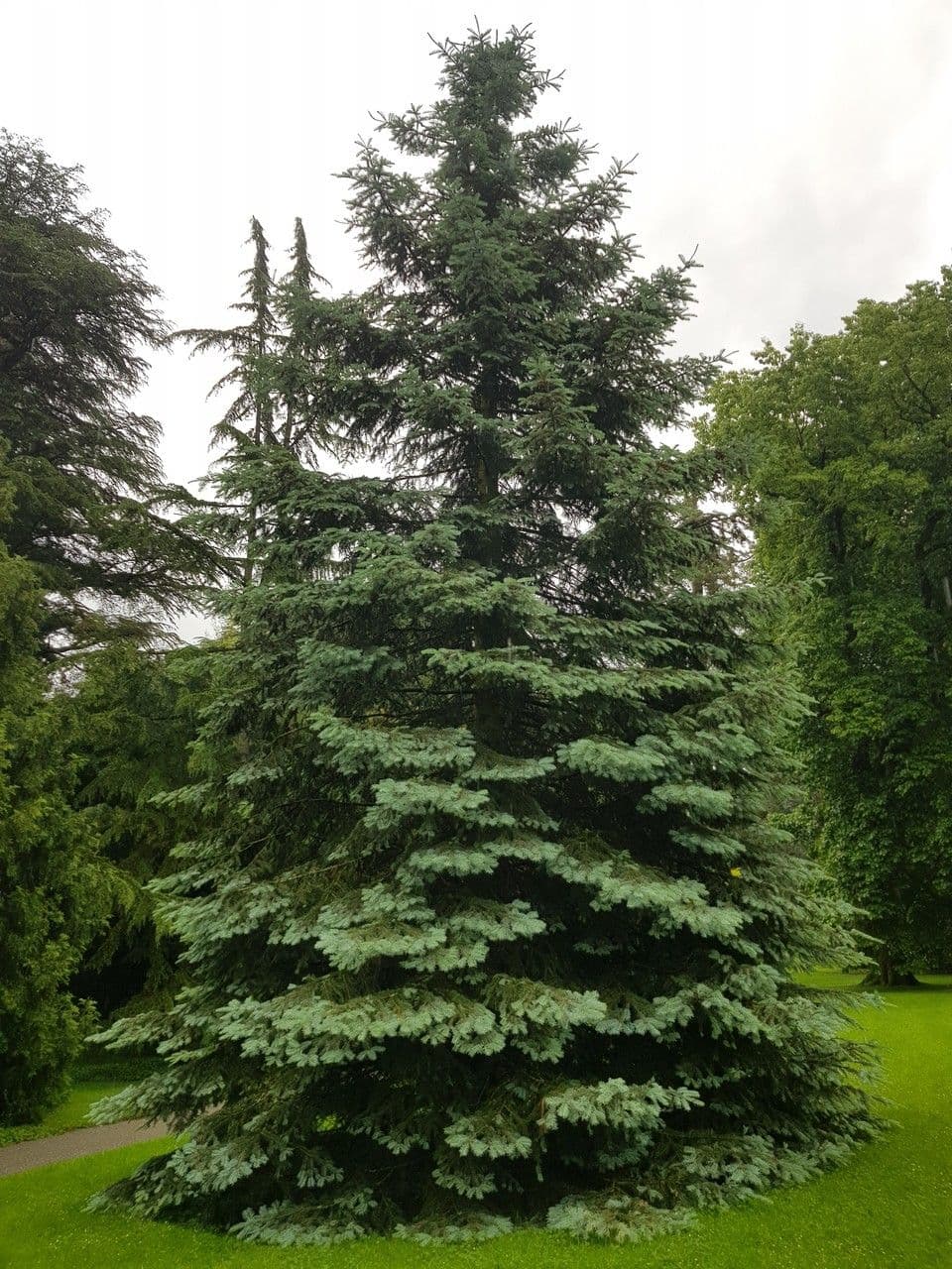 Abete brachytyla 6