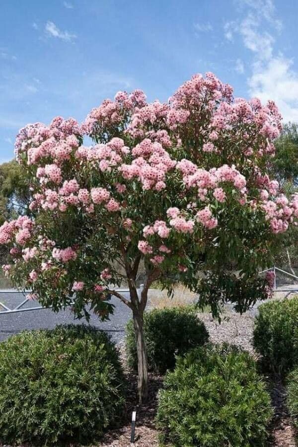 Dais cotinifolia 6