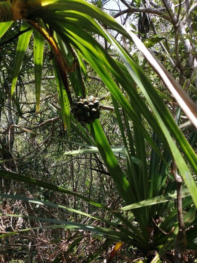 Pandanus 15