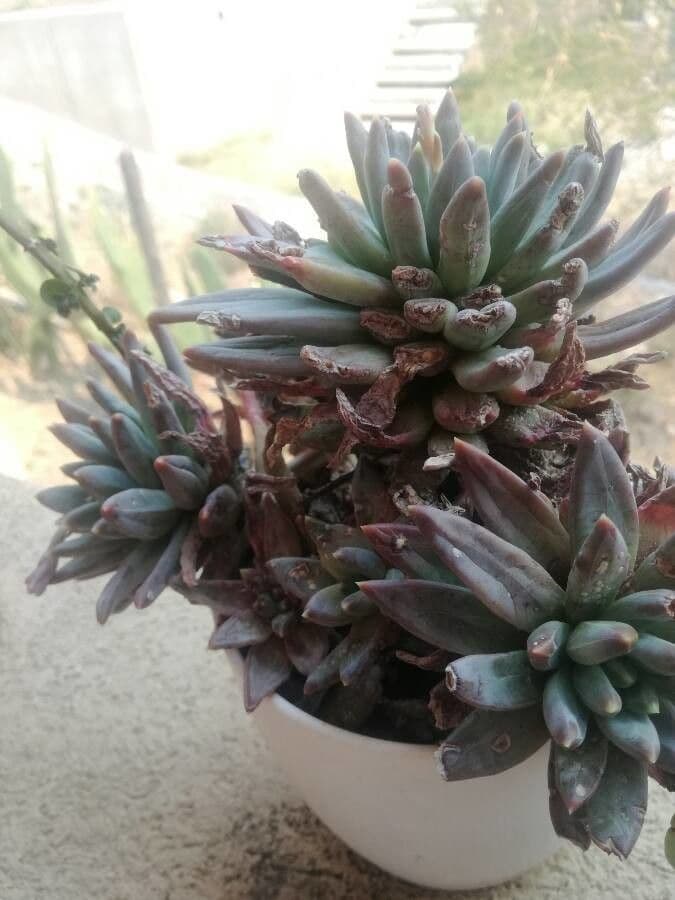 Pachyphytum 15