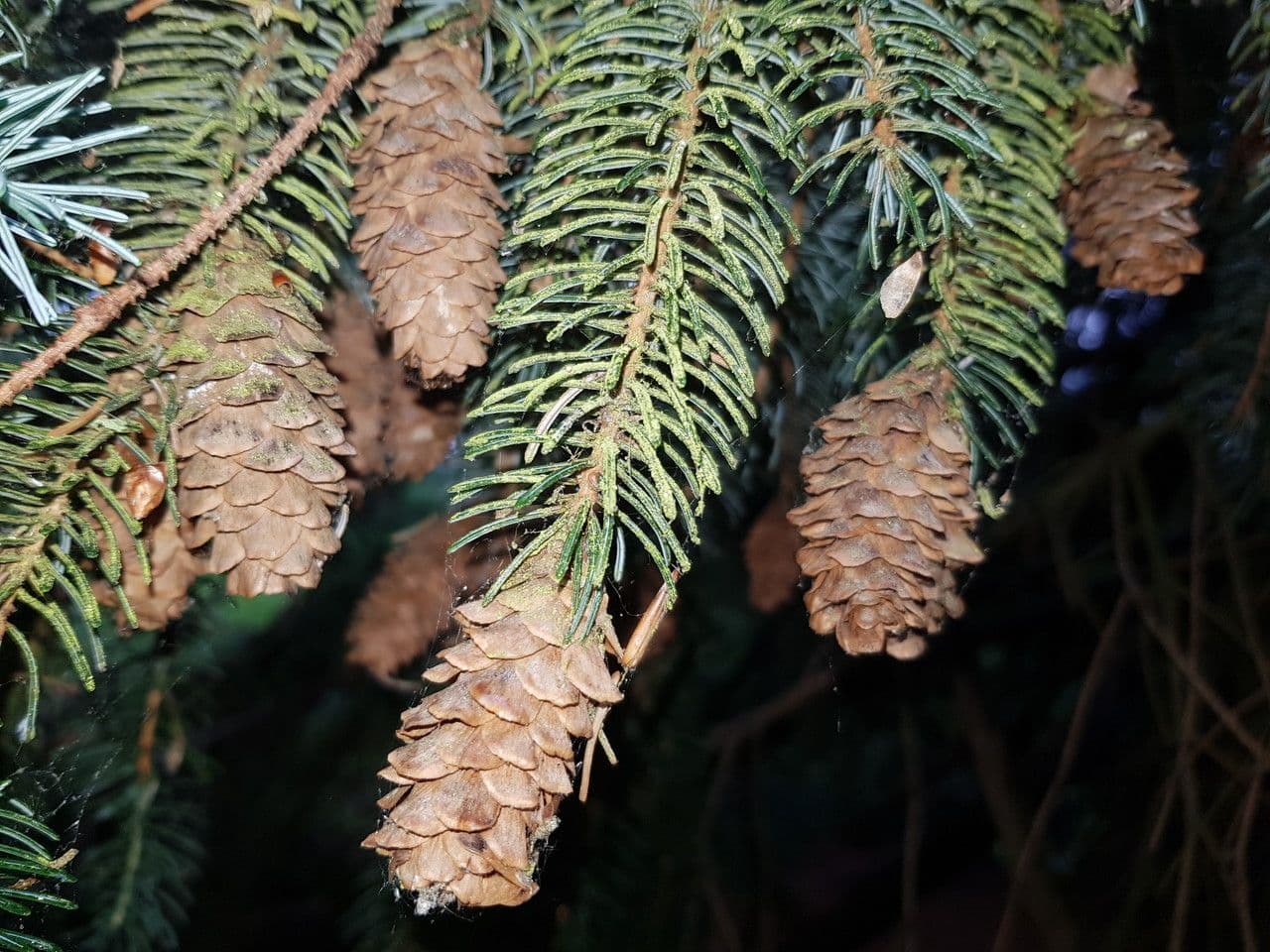Abete brachytyla 2