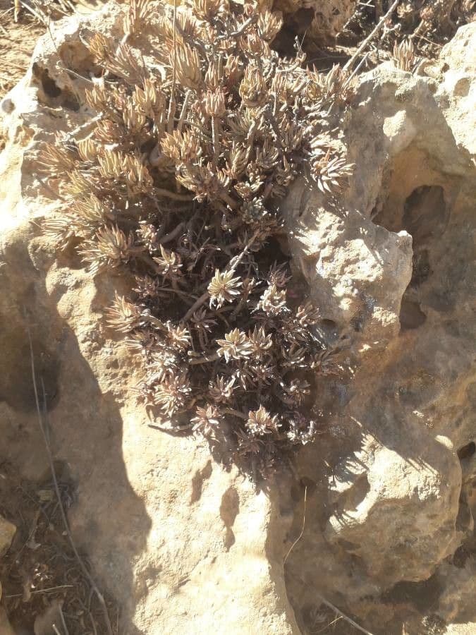Ifloga spicata 10