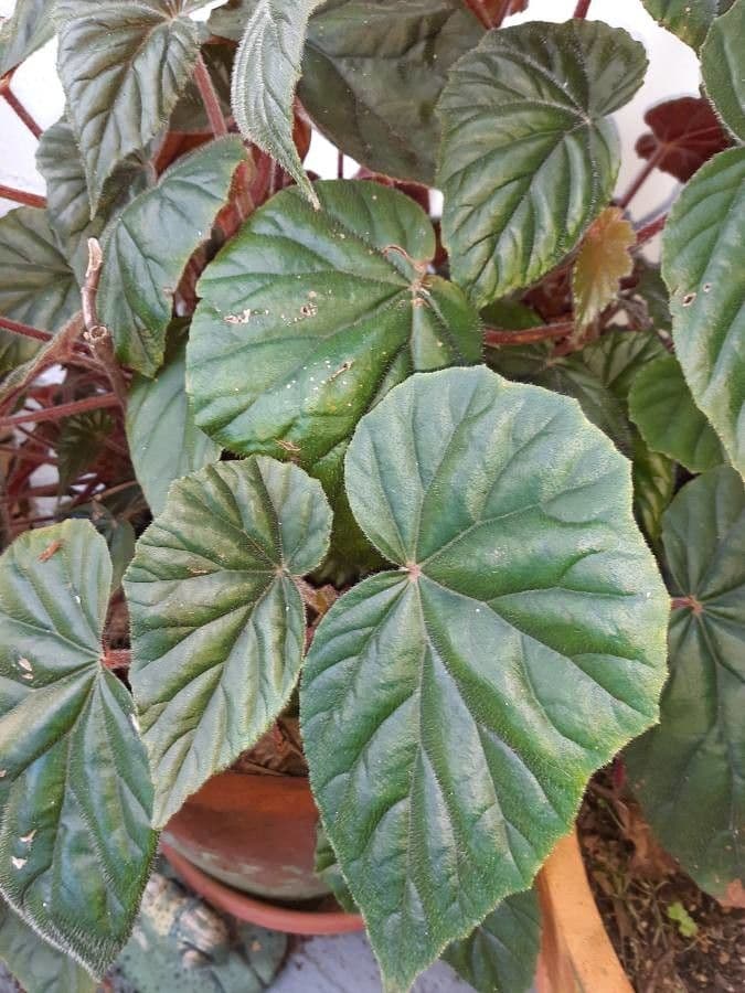 Begonia 16
