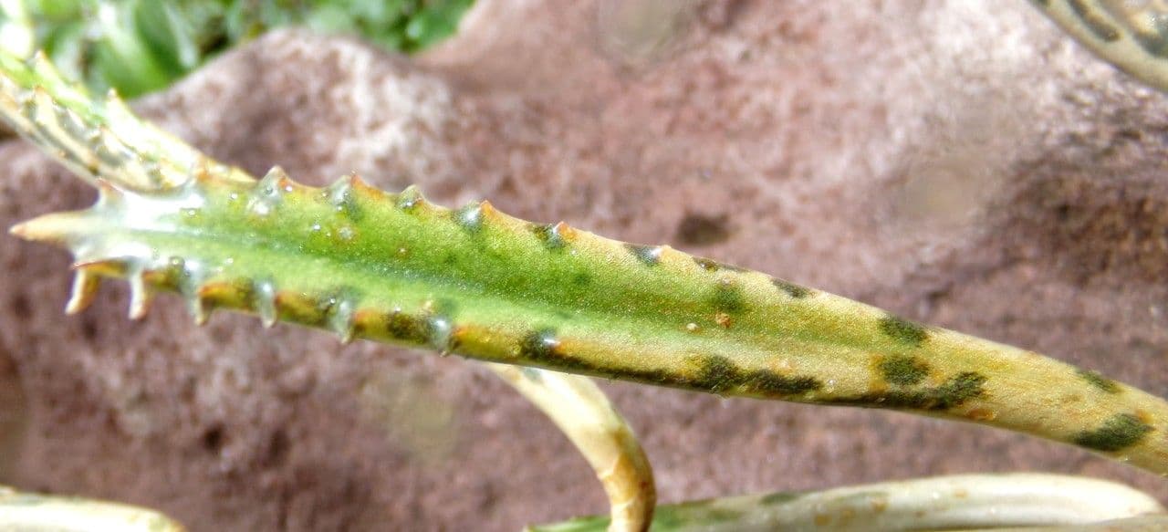 Kalanchoe 11