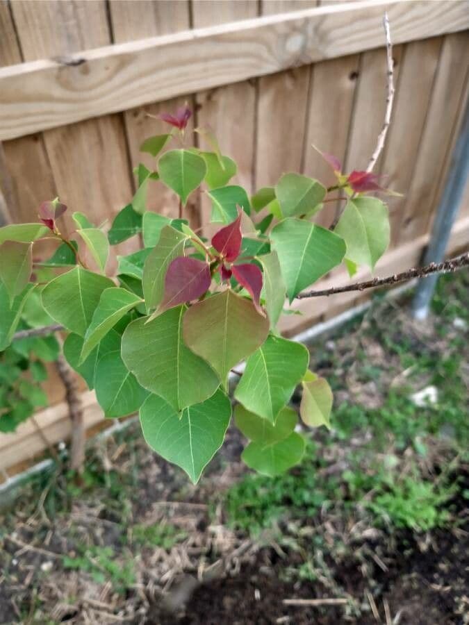 Candleberry-tree 19