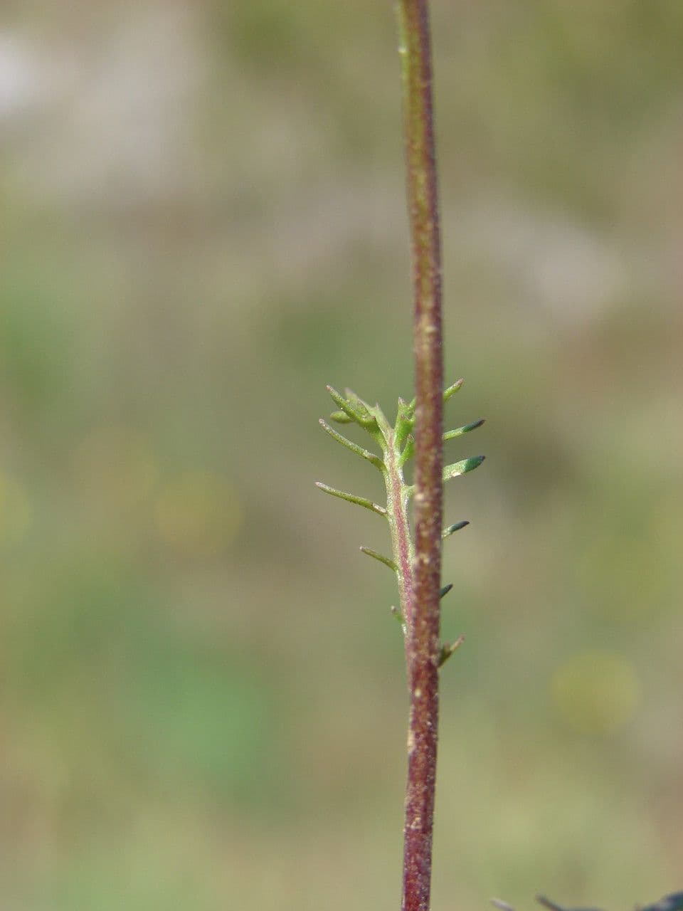 Rauke 22