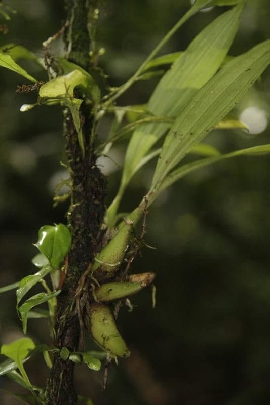 Paphinia 7