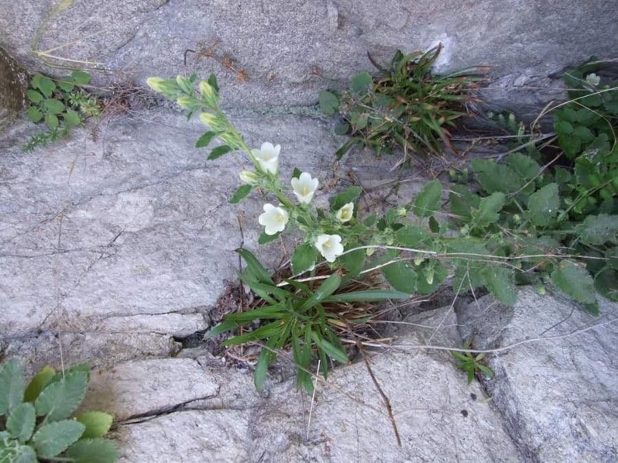 Campanula lanata 10