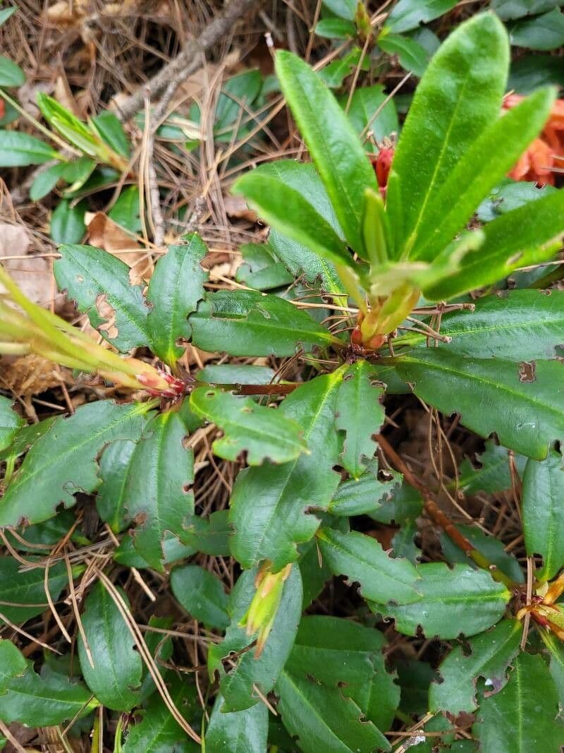 Rododendro 9