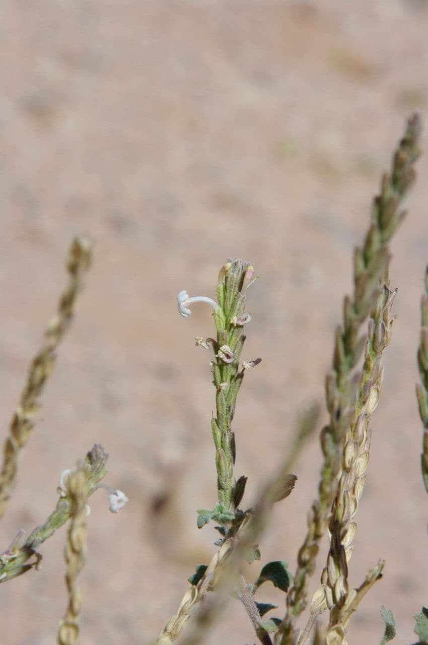 Chasmanthium