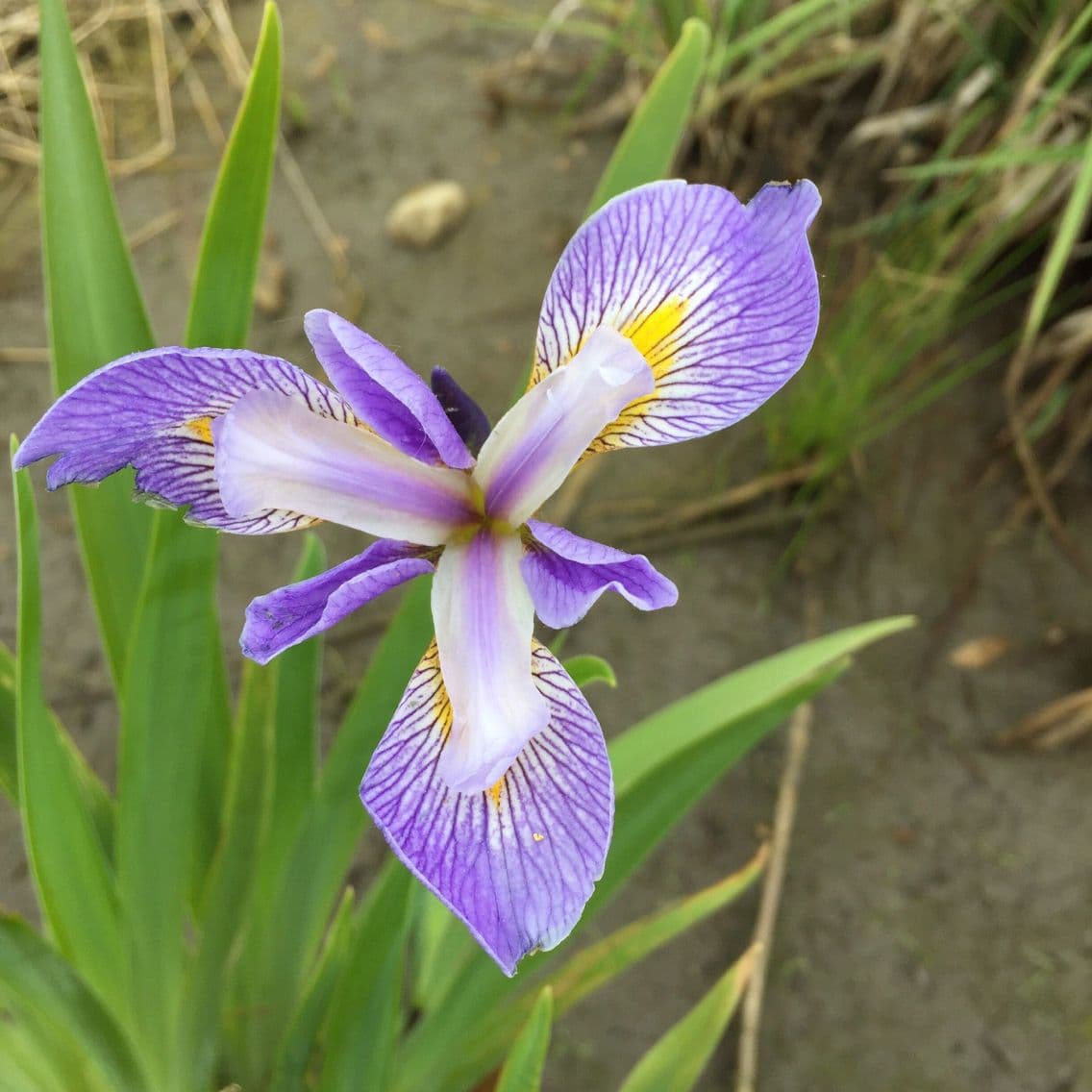 Iris