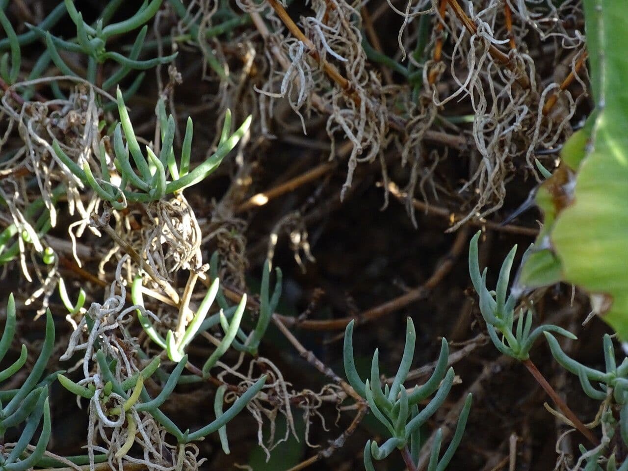 Lampranthus 2