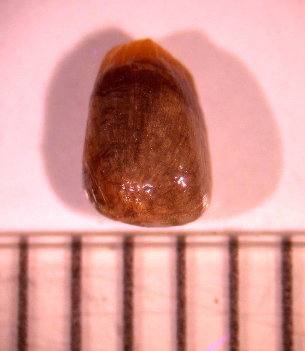 Renealmia 24