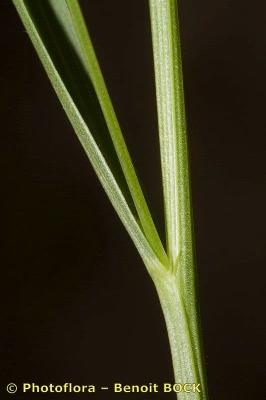 Gras-Platterbse 22