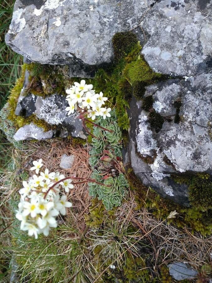 Saxifrage paniculée 2