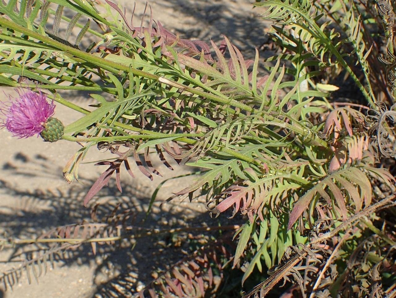 Klasea radiata 7