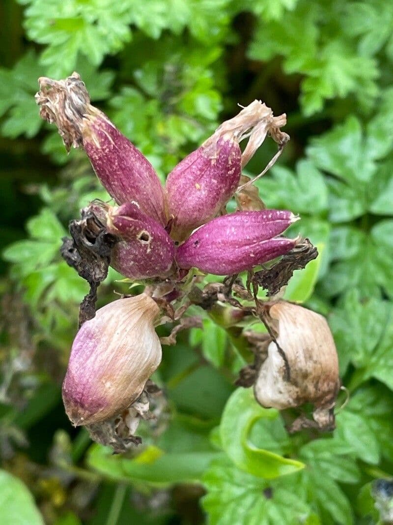 Saponaria comune