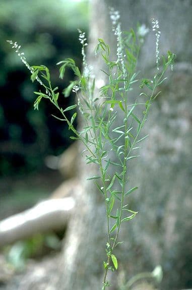 Poligala paniculata 9