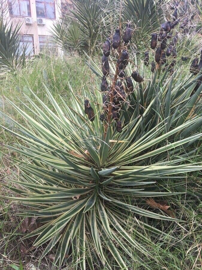 Yucca alta