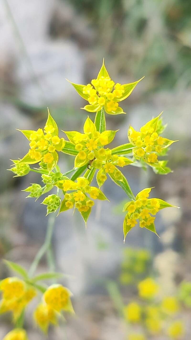 Bupleurum di Balden 9
