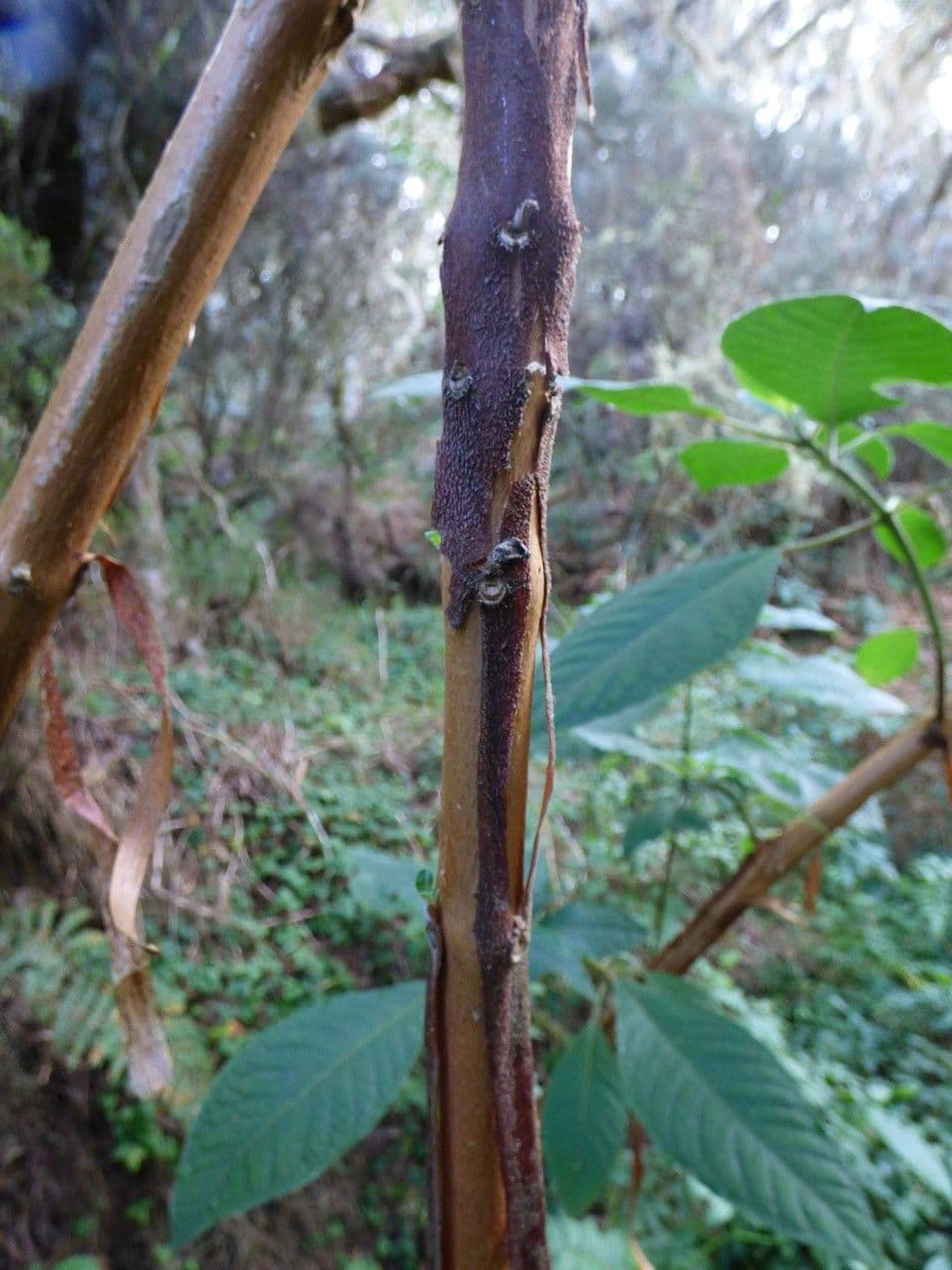 Fuchsien 25