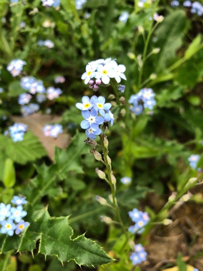 Miosotide siciliana 3