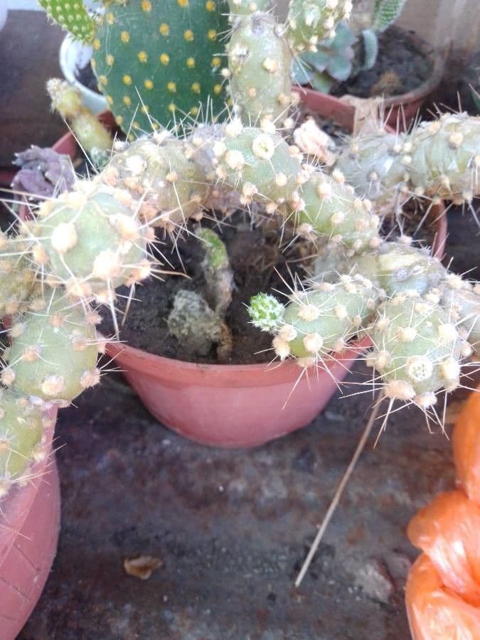 Nopal 11