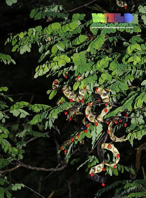 Korallenbaum 14