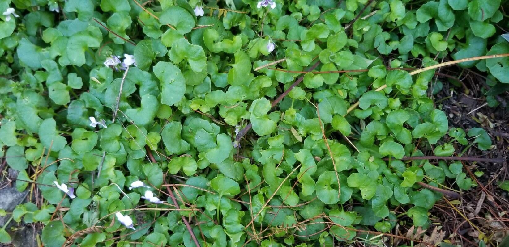 Viola ederacea 7