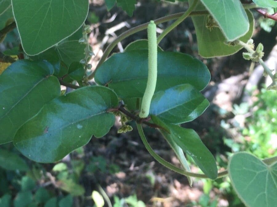 Pimienta tuberculada 10