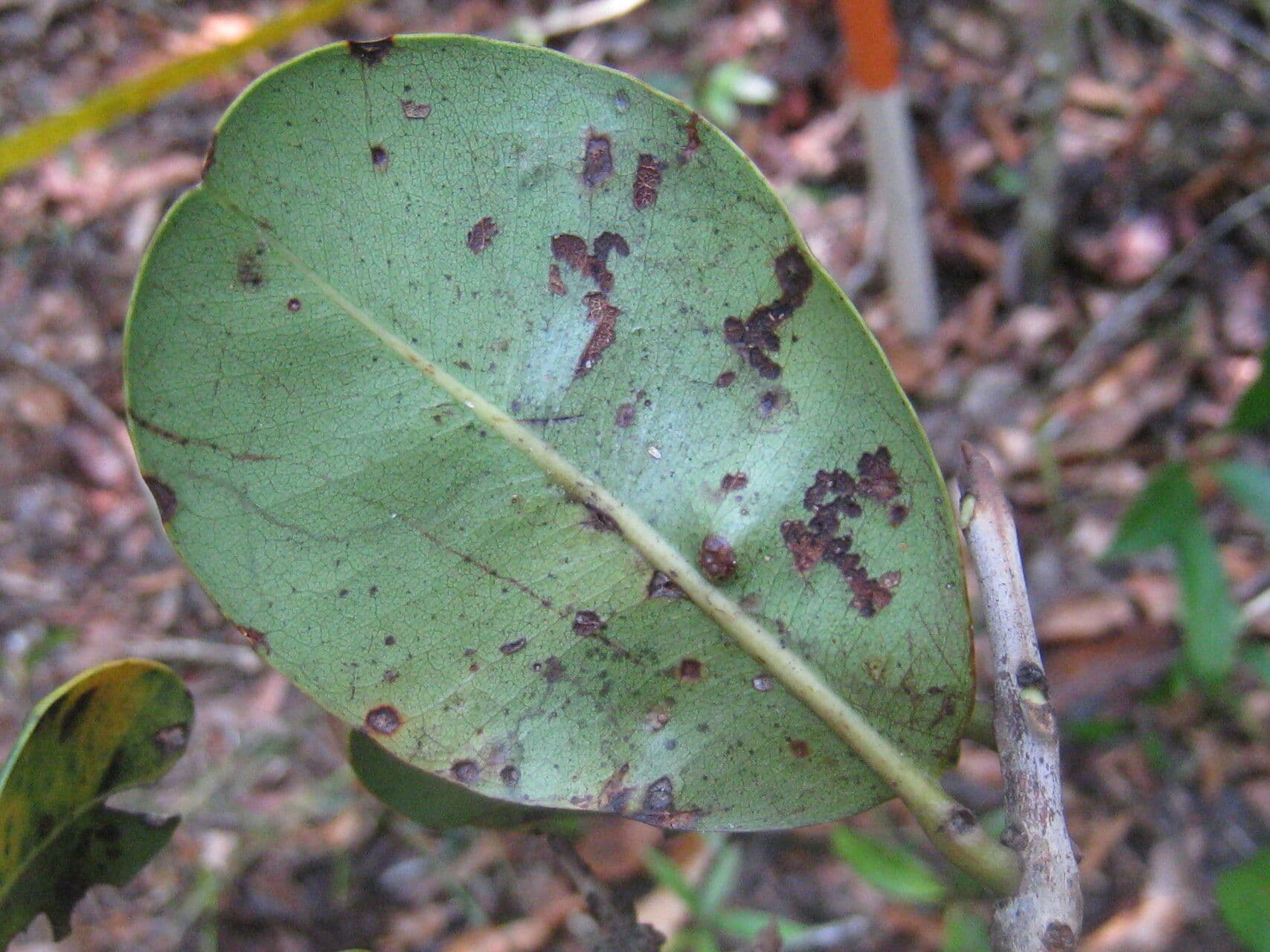 Pradosia schomburgkiana 2