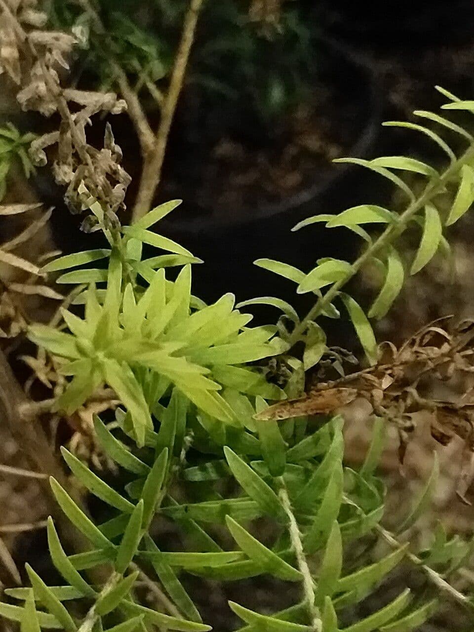 Melaleuca 2