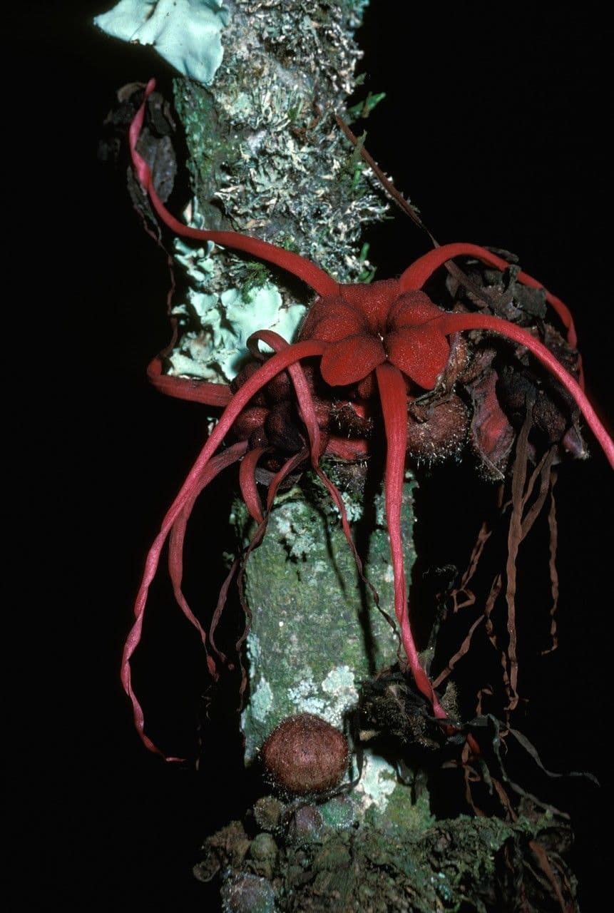 Herrania 2
