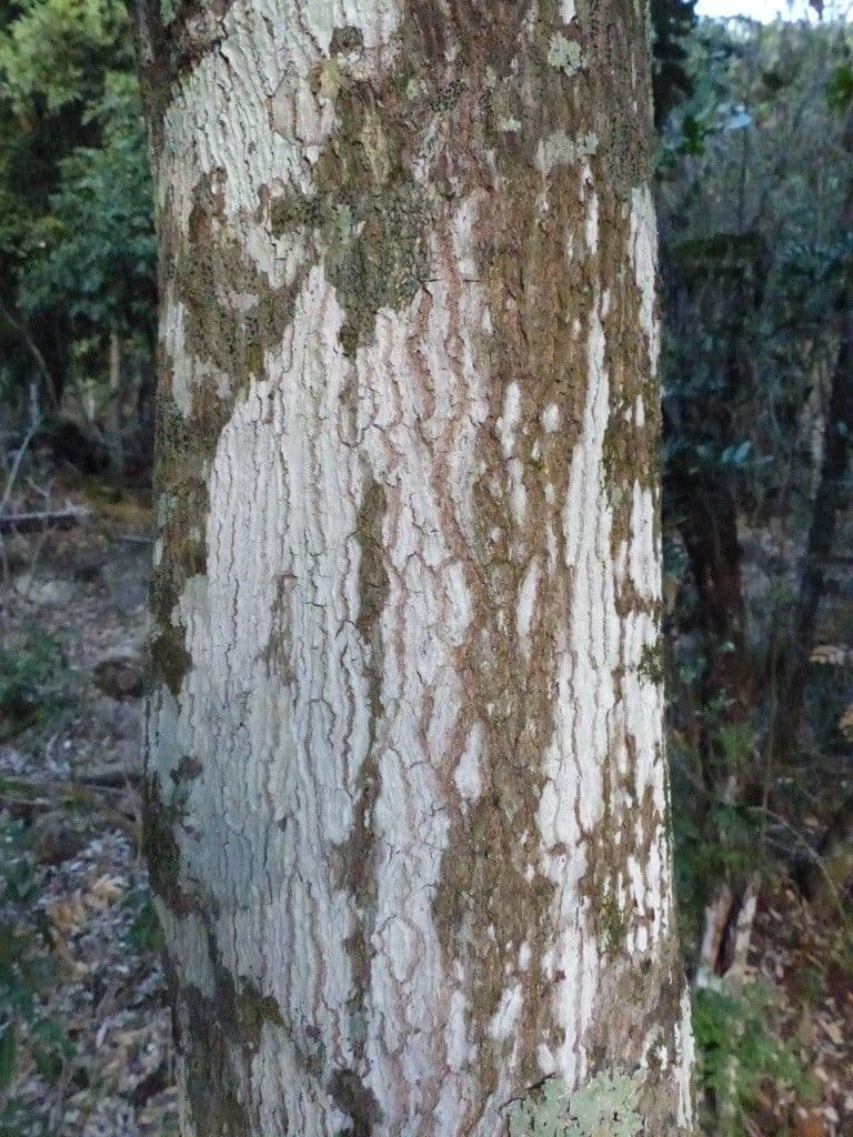 Cupaniopsis 9