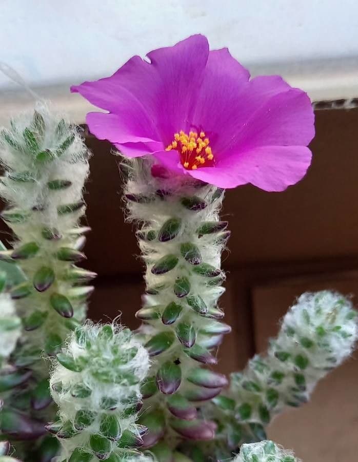 Portulaca