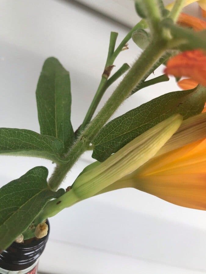 Asclepiade tuberosa 22