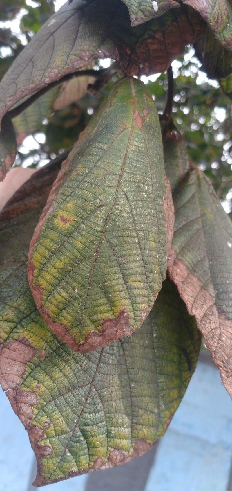 Sterculia 4