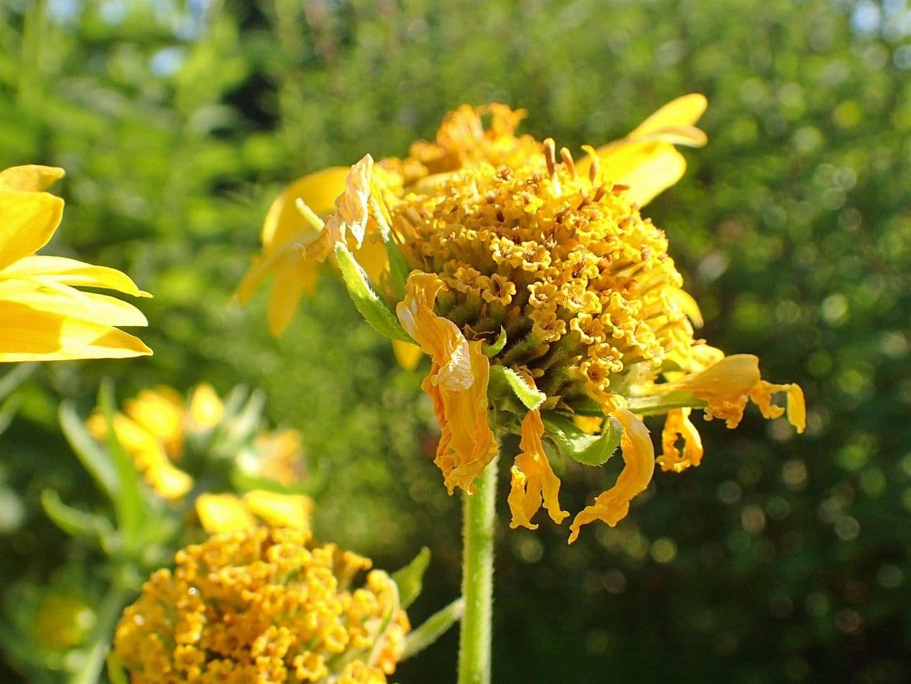Sonnenwende 7