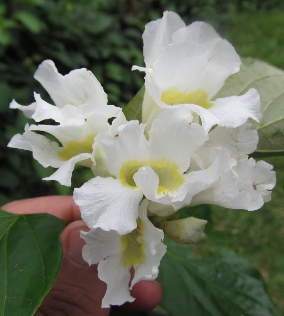 Lundia corimbosa 5