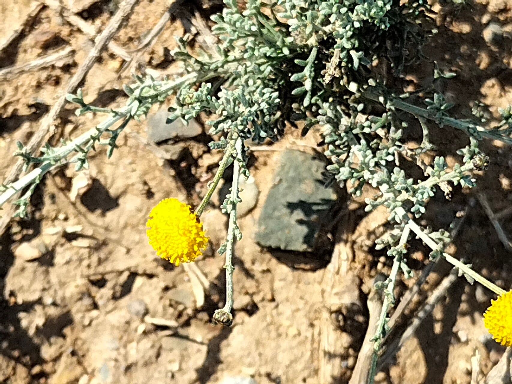 Pentzia grigia