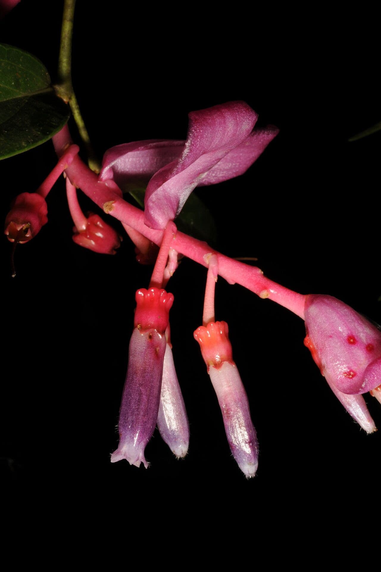 Cavendishia atroviolacea 2