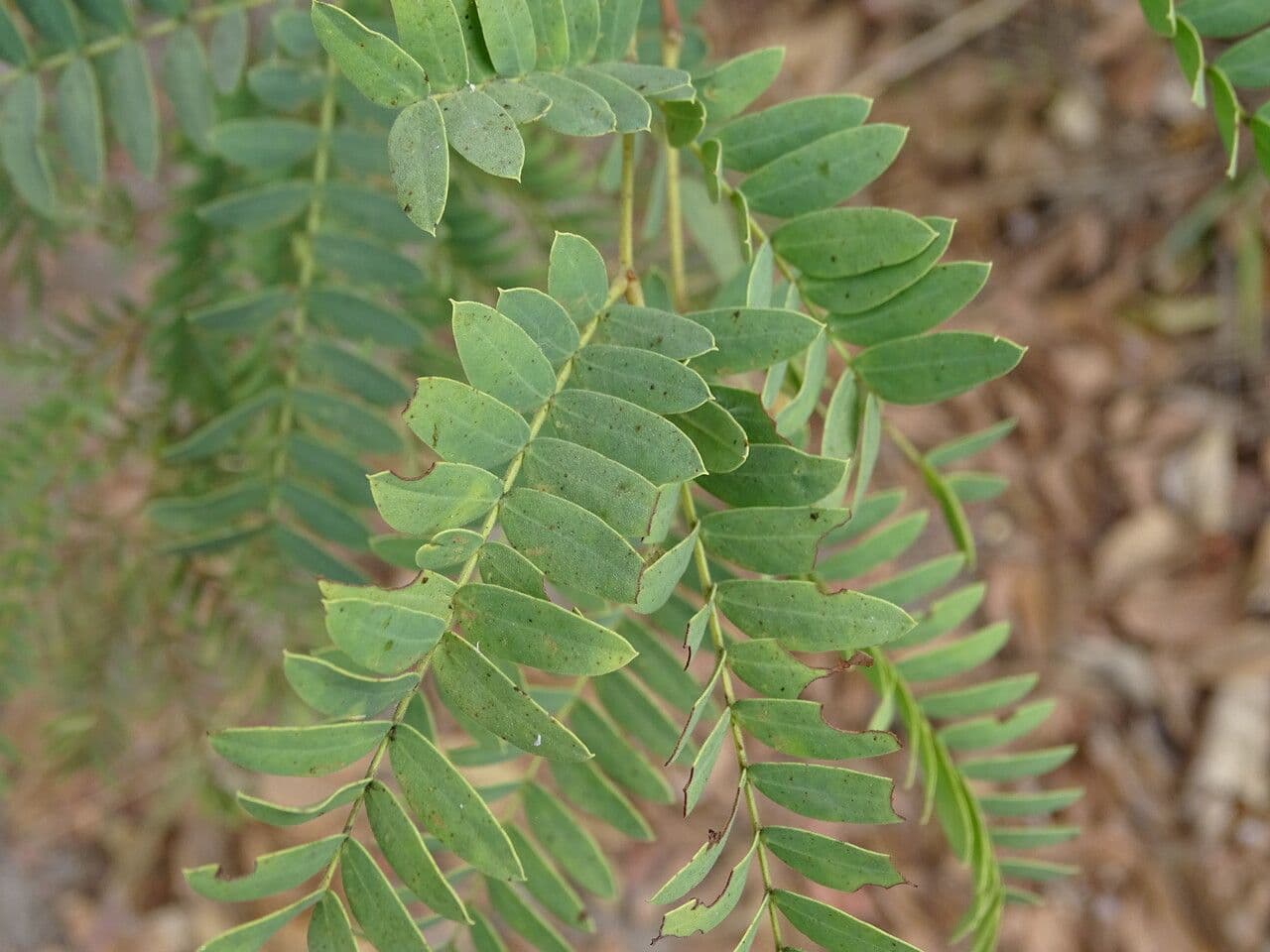 Prosopis africana 5