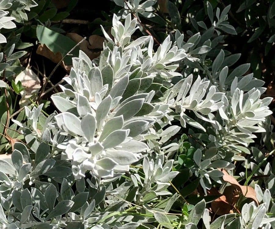 Eremophila 2