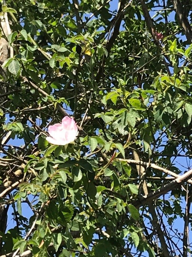 Pouzinii-Rose 5