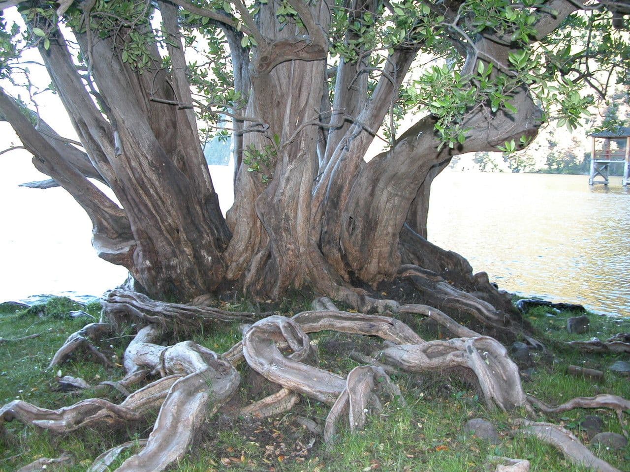 Myrceugenia 14