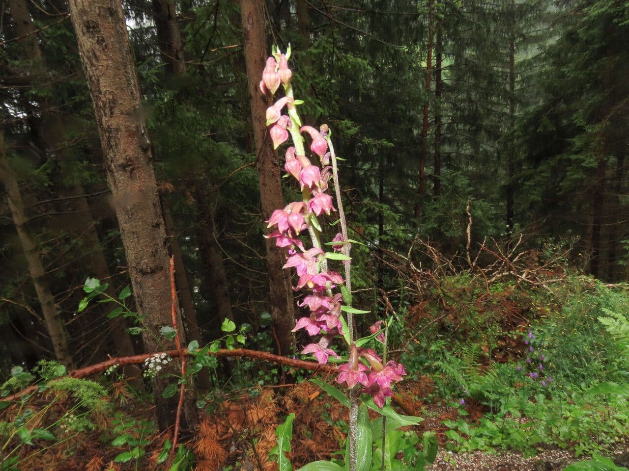 Elleborine violacea 15