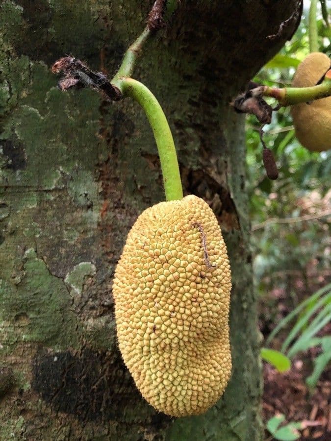 Jackfruit 4