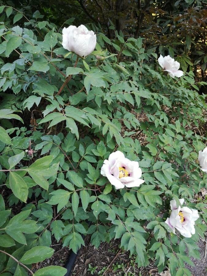 Peonia 11