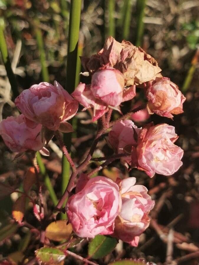 Tannenrose 28