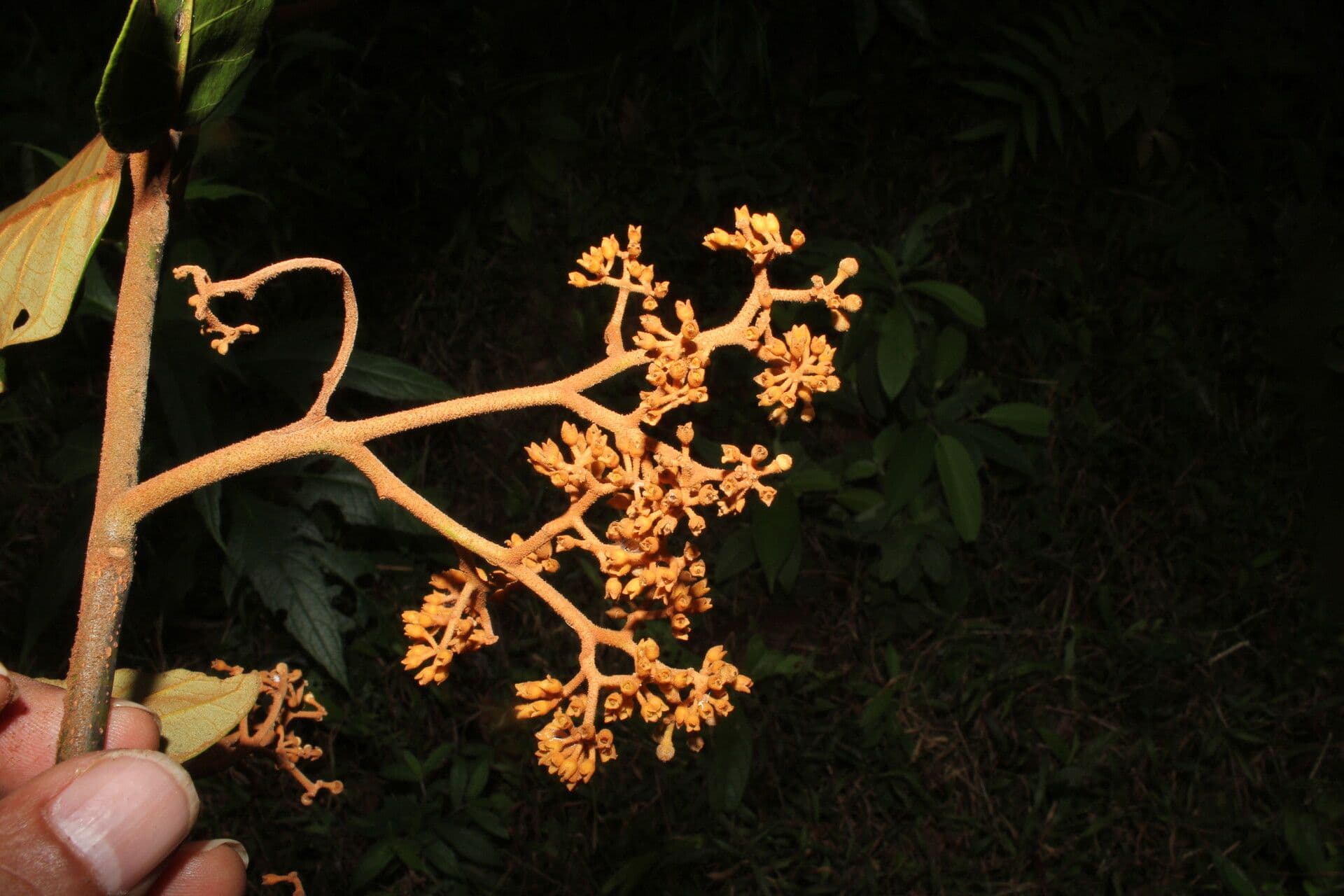 Virola sebifera 10
